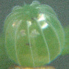 Egg of Blue-banded Eggfly - Hypolimnas alimena lamina
